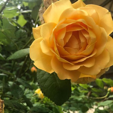 Healing Waters Sanctuary For Exclusive Private Hire And Self Catering Board, Vegetarian, Alcohol & Wifi Free Retreat In Glastonbury Eksteriør billede