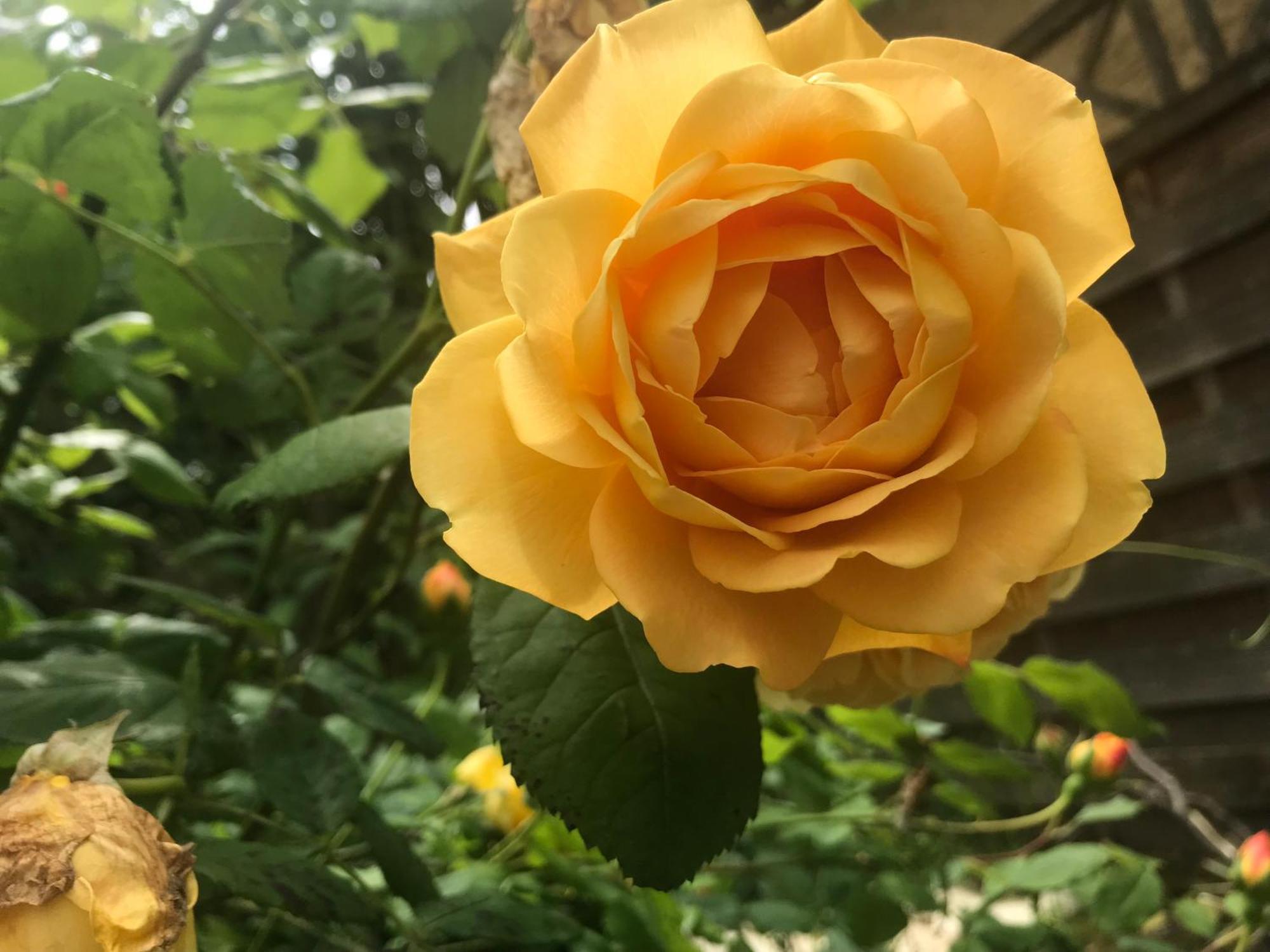 Healing Waters Sanctuary For Exclusive Private Hire And Self Catering Board, Vegetarian, Alcohol & Wifi Free Retreat In Glastonbury Eksteriør billede